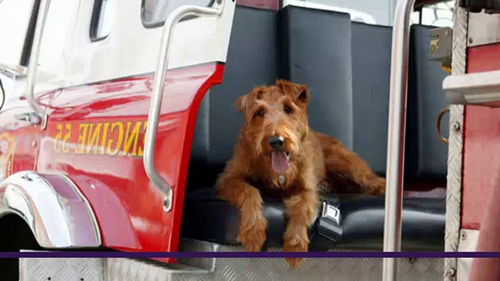 O Cachorro Bombeiro